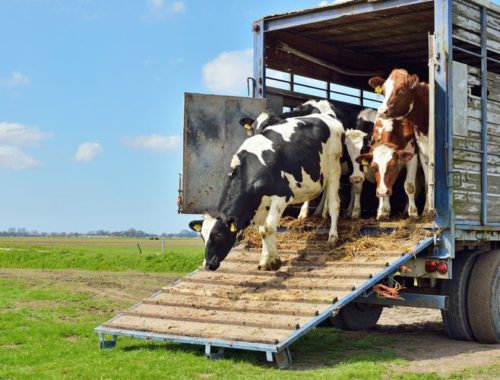 Livestock Hauler ELD